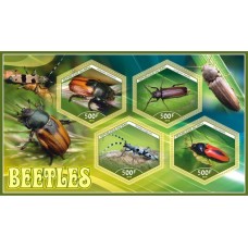 Fauna Beetles